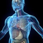 Fisiologi dan Anatomi Pada tubuh Manusia